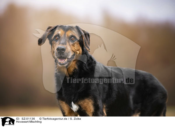 Hovawart-Mischling / Hovawart-Mongrel / SZ-01136