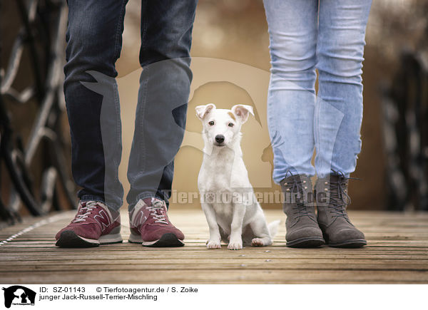 junger Jack-Russell-Terrier-Mischling / young Jack-Russell-Terrier-Mongrel / SZ-01143