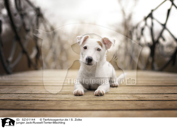 junger Jack-Russell-Terrier-Mischling / young Jack-Russell-Terrier-Mongrel / SZ-01144