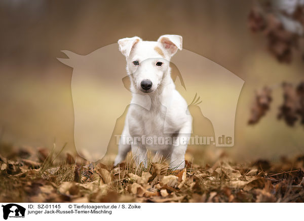 junger Jack-Russell-Terrier-Mischling / young Jack-Russell-Terrier-Mongrel / SZ-01145