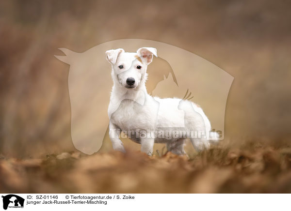 junger Jack-Russell-Terrier-Mischling / young Jack-Russell-Terrier-Mongrel / SZ-01146