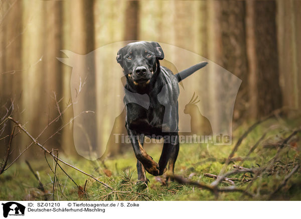 Deutscher-Schferhund-Mischling / German-Shepherd-Mongrel / SZ-01210
