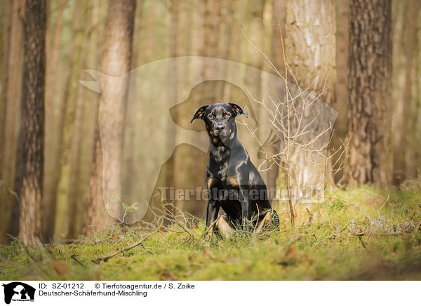 Deutscher-Schferhund-Mischling / German-Shepherd-Mongrel / SZ-01212