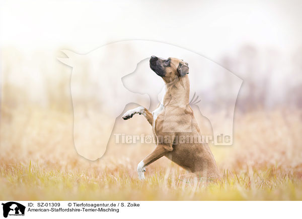 American-Staffordshire-Terrier-Mischling / American-Staffordshire-Terrier-Mongrel / SZ-01309