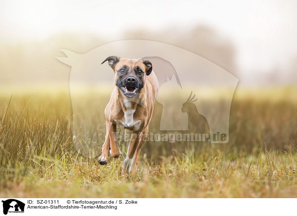 American-Staffordshire-Terrier-Mischling / American-Staffordshire-Terrier-Mongrel / SZ-01311