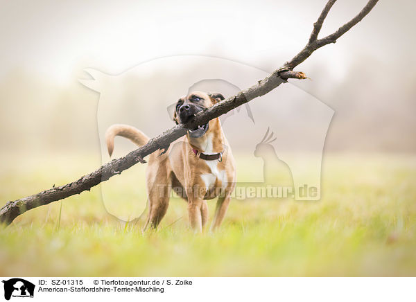 American-Staffordshire-Terrier-Mischling / American-Staffordshire-Terrier-Mongrel / SZ-01315