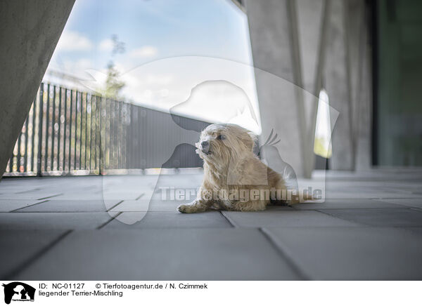 liegender Terrier-Mischling / lying terrier-mix / NC-01127