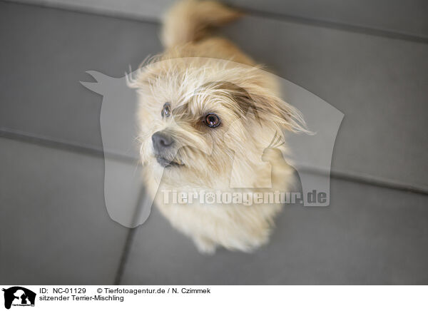 sitzender Terrier-Mischling / sitting terrier-mix / NC-01129