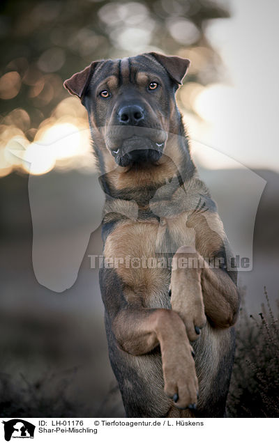 Shar-Pei-Mischling / Shar-Pei-Mongrel / LH-01176