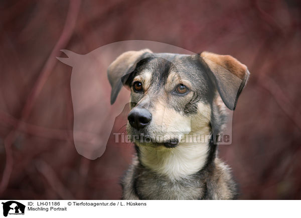 Mischling Portrait / mongrel portrait / LH-01186