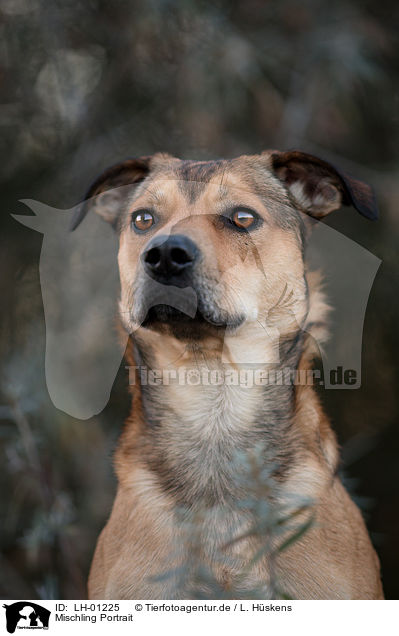 Mischling Portrait / mongrel portrait / LH-01225