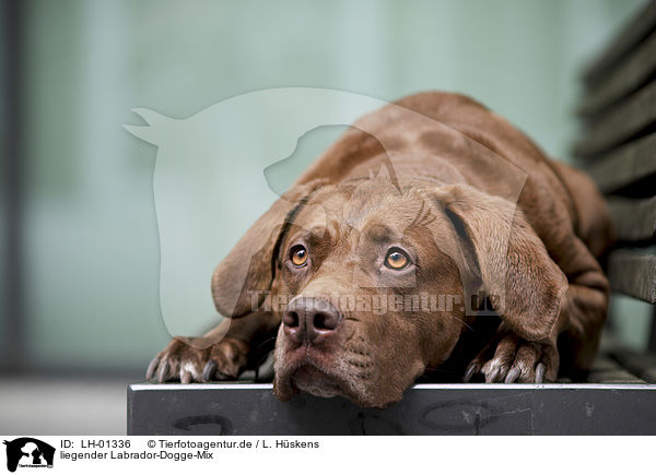 liegender Labrador-Dogge-Mix / lying Labrador-Mastiff-Dog / LH-01336