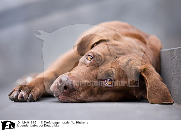 liegender Labrador-Dogge-Mix / lying Labrador-Mastiff-Dog / LH-01345