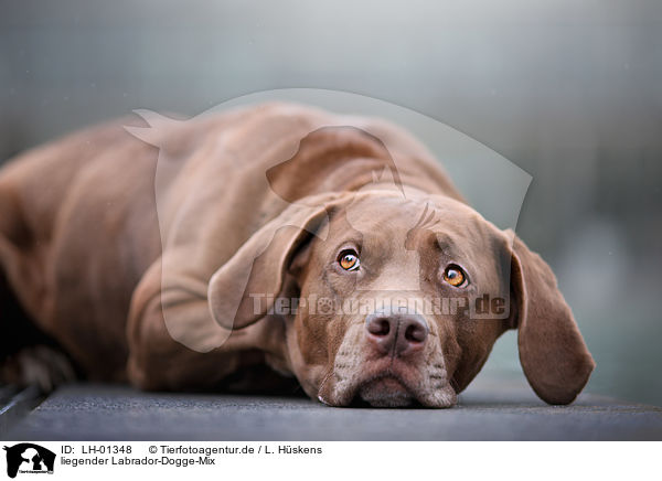 liegender Labrador-Dogge-Mix / lying Labrador-Mastiff-Dog / LH-01348