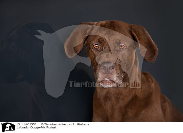 Labrador-Dogge-Mix Portrait / Labrador-Mastiff-Dog portrait / LH-01351