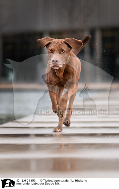rennender Labrador-Dogge-Mix / running Labrador-Mastiff-Dog / LH-01353