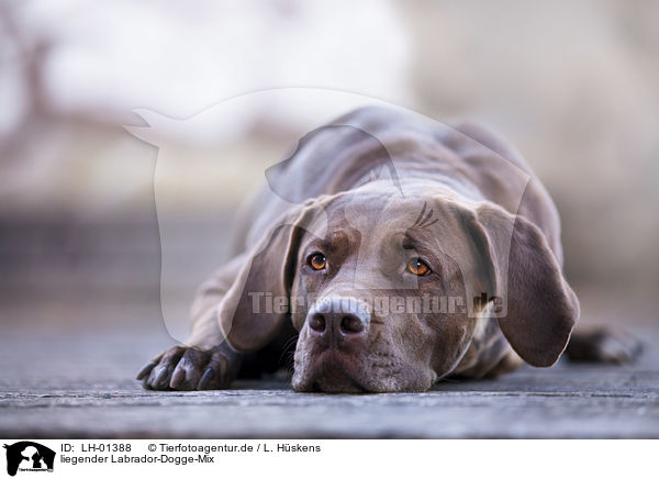 liegender Labrador-Dogge-Mix / lying Labrador-Mastiff-Dog / LH-01388