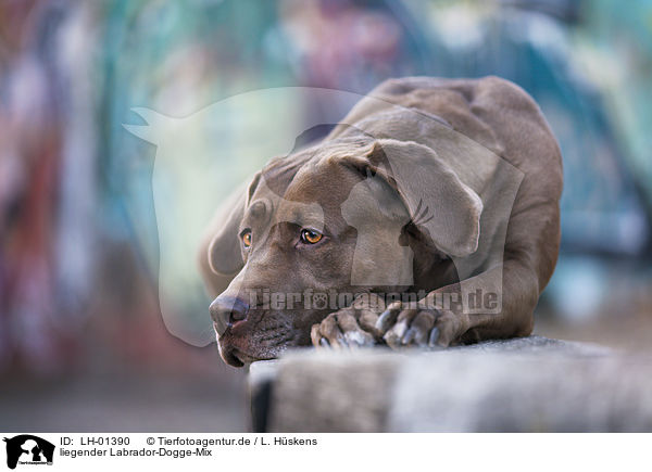 liegender Labrador-Dogge-Mix / lying Labrador-Mastiff-Dog / LH-01390
