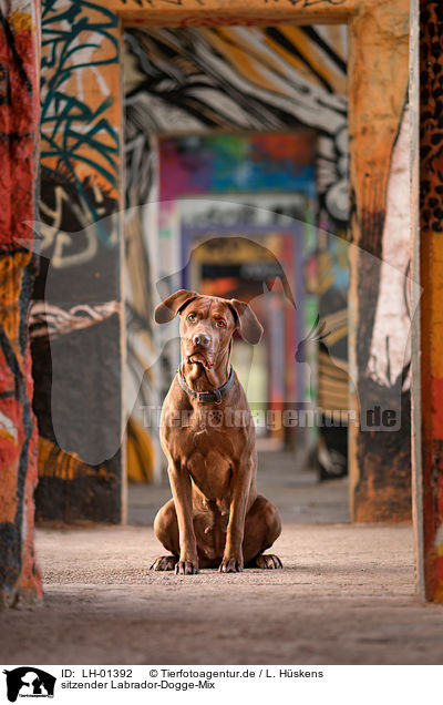 sitzender Labrador-Dogge-Mix / sitting Labrador-Mastiff-Dog / LH-01392