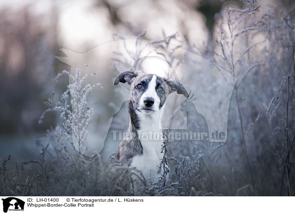 Whippet-Border-Collie Portrait / Whippet-Border-Collie portrait / LH-01400