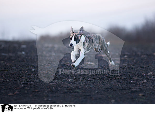 rennender Whippet-Border-Collie / running Whippet-Border-Collie / LH-01405