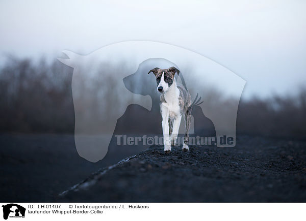 laufender Whippet-Border-Collie / walking Whippet-Border-Collie / LH-01407