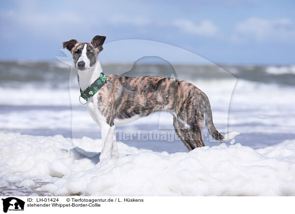 stehender Whippet-Border-Collie / standing Whippet-Border-Collie / LH-01424