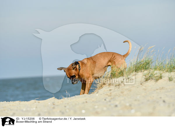 Boxer-Mischling am Strand / Boxer-Mongrel on the beach / YJ-15206