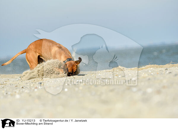 Boxer-Mischling am Strand / Boxer-Mongrel on the beach / YJ-15213