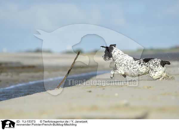 rennender Pointer-French-Bulldog-Mischling / running Pointer-French-Bulldog-Mix / YJ-15373