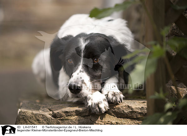 liegender Kleiner-Mnsterlnder-Epagneul-Breton-Mischling / lying Small-Munsterlander-Epagneul-Breton-Mongrel / LH-01541