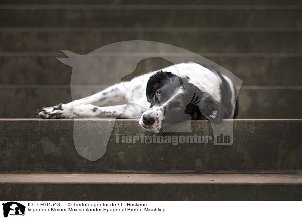 liegender Kleiner-Mnsterlnder-Epagneul-Breton-Mischling / lying Small-Munsterlander-Epagneul-Breton-Mongrel / LH-01543