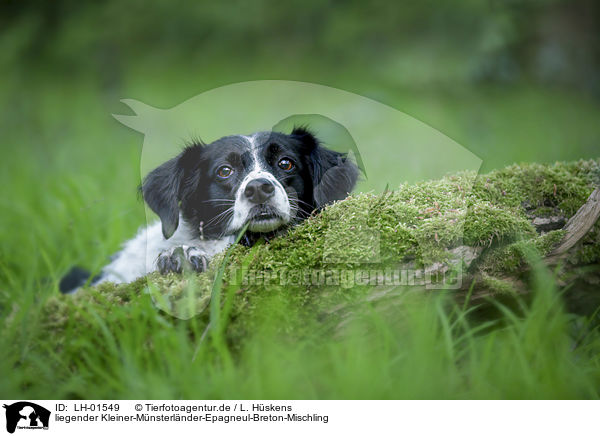 liegender Kleiner-Mnsterlnder-Epagneul-Breton-Mischling / lying Small-Munsterlander-Epagneul-Breton-Mongrel / LH-01549
