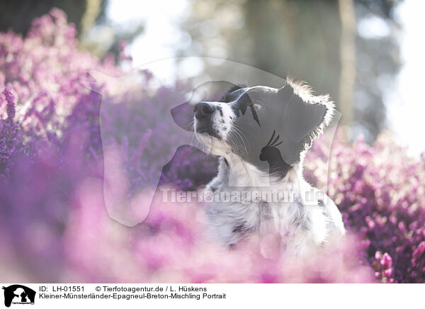Kleiner-Mnsterlnder-Epagneul-Breton-Mischling Portrait / Small-Munsterlander-Epagneul-Breton-Mongrel Portrait / LH-01551