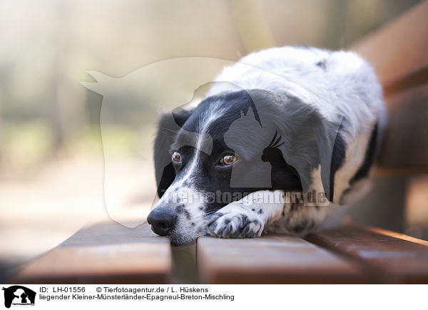 liegender Kleiner-Mnsterlnder-Epagneul-Breton-Mischling / lying Small-Munsterlander-Epagneul-Breton-Mongrel / LH-01556
