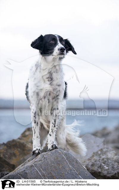 stehender Kleiner-Mnsterlnder-Epagneul-Breton-Mischling / standing Small-Munsterlander-Epagneul-Breton-Mongrel / LH-01585