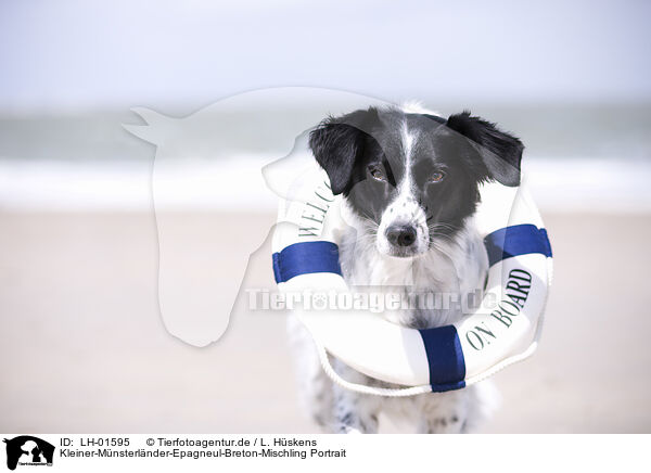 Kleiner-Mnsterlnder-Epagneul-Breton-Mischling Portrait / Small-Munsterlander-Epagneul-Breton-Mongrel Portrait / LH-01595