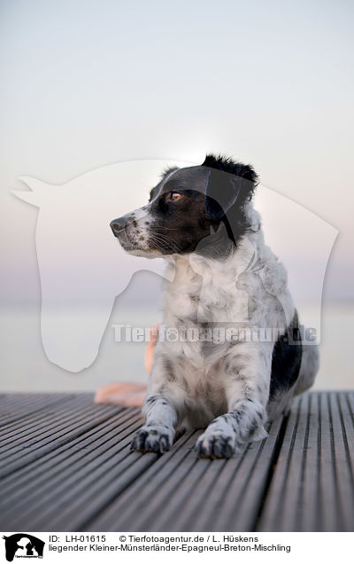 liegender Kleiner-Mnsterlnder-Epagneul-Breton-Mischling / lying Small-Munsterlander-Epagneul-Breton-Mongrel / LH-01615