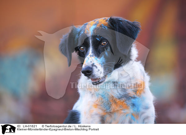 Kleiner-Mnsterlnder-Epagneul-Breton-Mischling Portrait / LH-01621