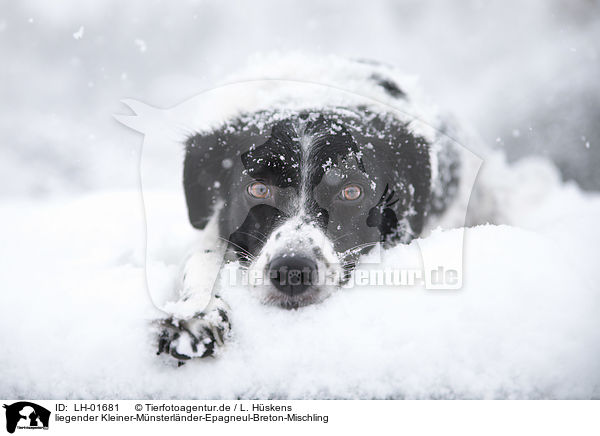 liegender Kleiner-M�nsterl�nder-Epagneul-Breton-Mischling / LH-01681