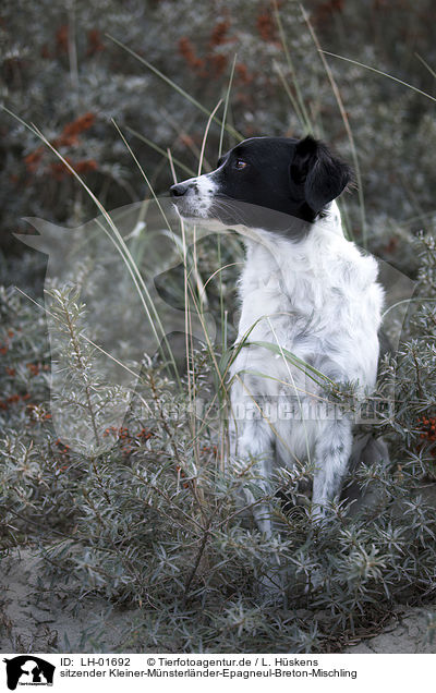 sitzender Kleiner-Mnsterlnder-Epagneul-Breton-Mischling / sitting Small-Munsterlander-Epagneul-Breton-Mongrel / LH-01692