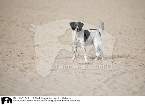 stehender Kleiner-Mnsterlnder-Epagneul-Breton-Mischling / standing Small-Munsterlander-Epagneul-Breton-Mongrel / LH-01743