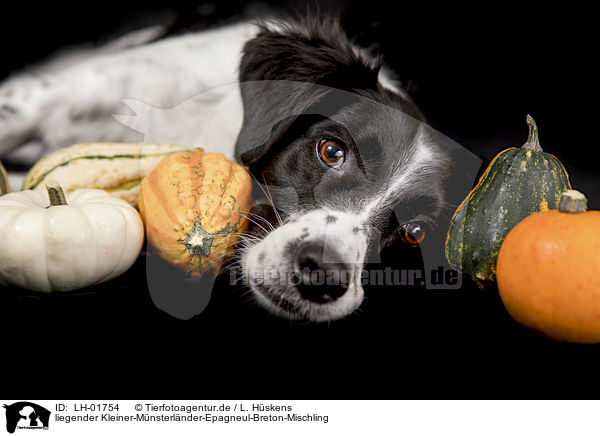 liegender Kleiner-Mnsterlnder-Epagneul-Breton-Mischling / lying Small-Munsterlander-Epagneul-Breton-Mongrel / LH-01754