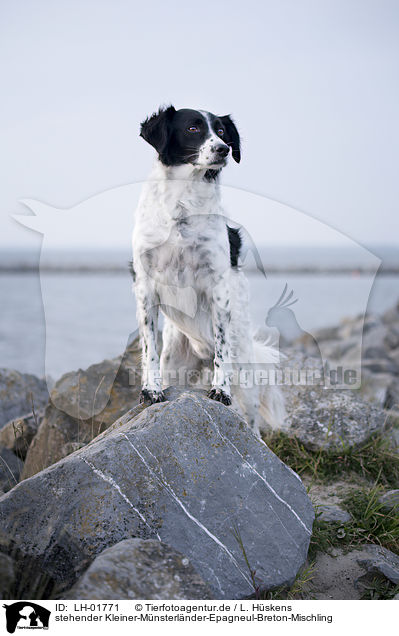stehender Kleiner-Mnsterlnder-Epagneul-Breton-Mischling / standing Small-Munsterlander-Epagneul-Breton-Mongrel / LH-01771
