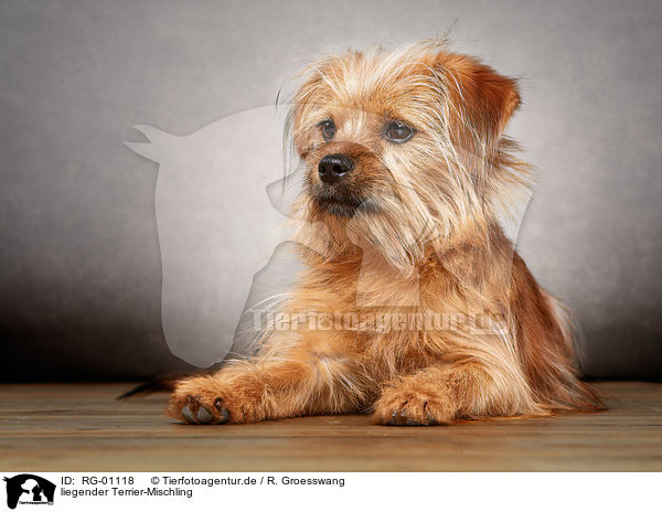 liegender Terrier-Mischling / lying Terrier-Mongrel / RG-01118