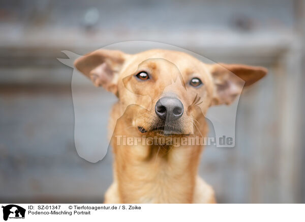 Podenco-Mischling Portrait / Podenco-Mongrel Portrait / SZ-01347