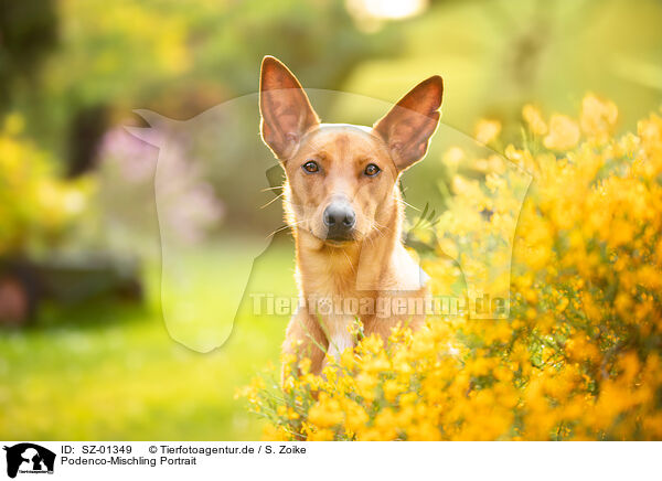 Podenco-Mischling Portrait / Podenco-Mongrel Portrait / SZ-01349