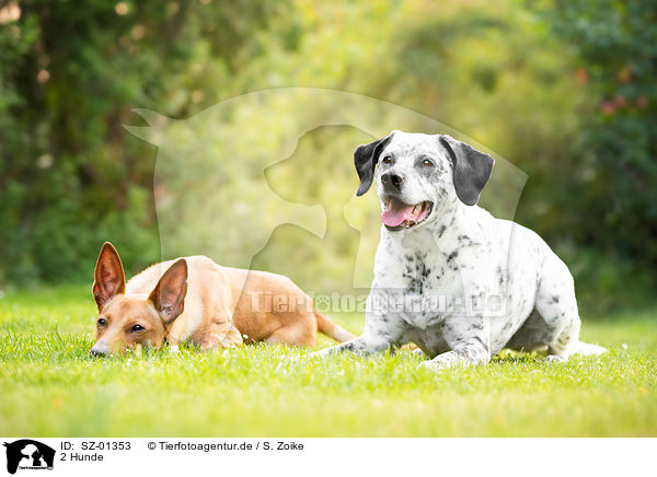 2 Hunde / 2 dogs / SZ-01353