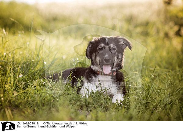 Berner-Sennenhund-Schferhund Welpe / Bernese-Mountain-Dog-Shepherd Puppy / JAM-01018