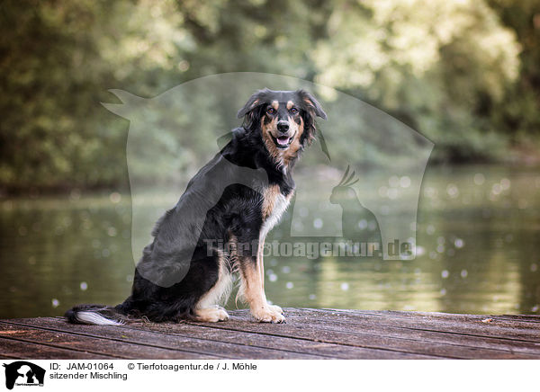 sitzender Mischling / sitting mongrel / JAM-01064